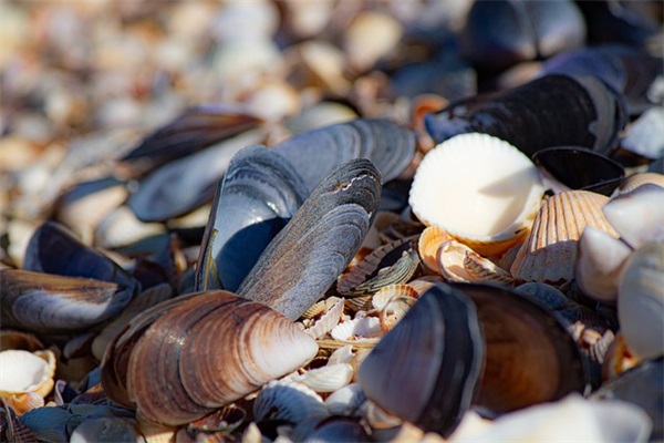 七夕优雅文案说说