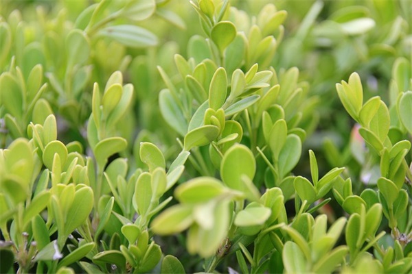 2025元宵节句子说说 2025年本命年说说心情句子