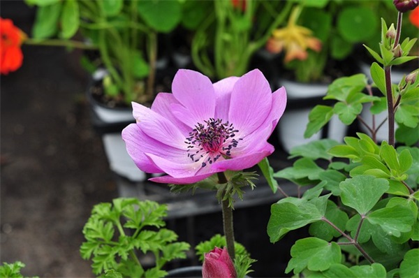 愚人节最新整人套路的段子说说大全