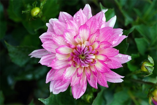 对爸爸说的话 对父亲说的话