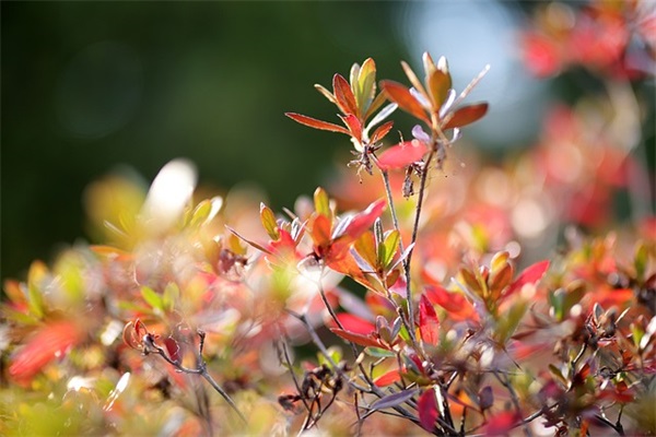 经典的晚安说说大全唯美