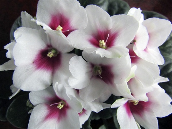 2025年温馨除夕夜祝福文案说说 除夕夜文案