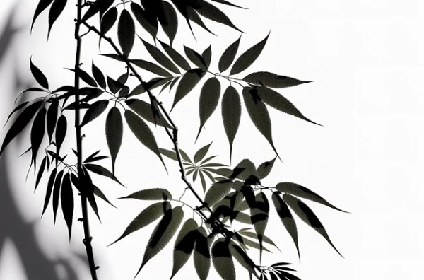 冬至热门走心文案说说 冬至节气暖心文案