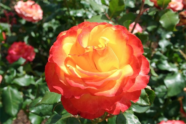 最近很倒霉的搞笑说说