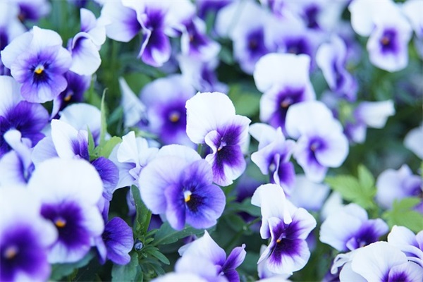 2025年清明节优美句子说说 2025适合清明节发的说说