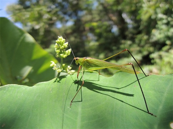 虎年新春最唯美最有年味的说说(没有年味的心情说说)