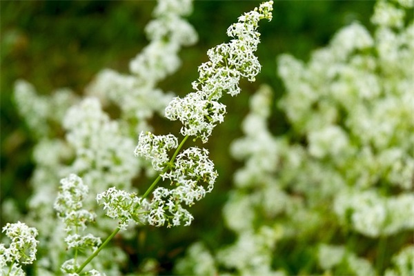 喜欢你我说了算 爱情美好祝愿的句子