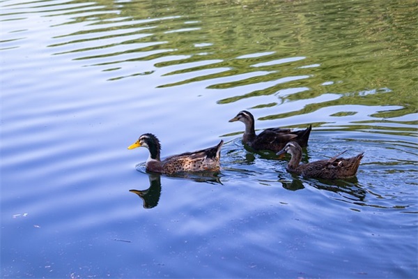 感恩母亲的文案说说 感恩母亲的简短文案