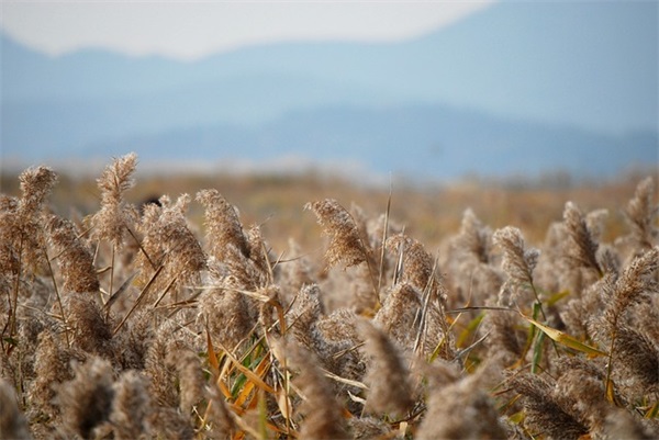 中秋节微信说说心情短语