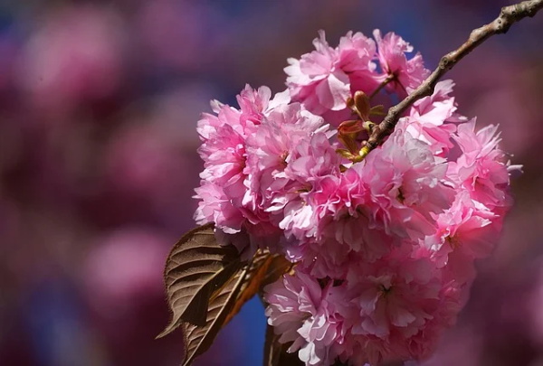 qq说说七夕心情短语80句