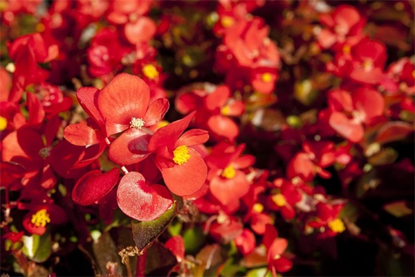 爱情心情不好的说说105句