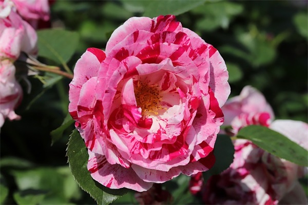 2025年新年说说81句