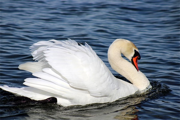 2025七夕节最浪漫的告白说说 七夕节最暖心的一句话