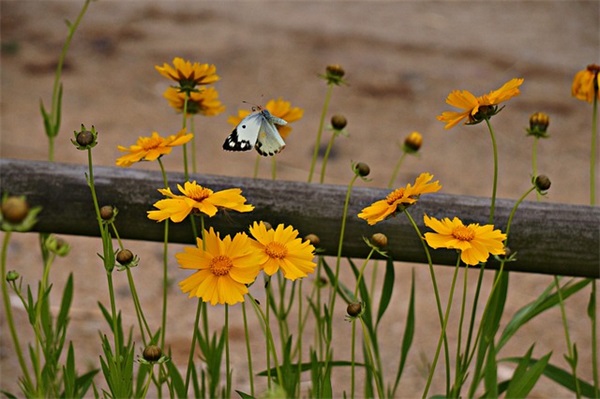 妇女节最温馨的说说简短 妇女节文案简短