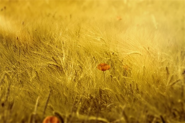 4月再见5月你好的心情说说(四月再见五月你好说说寄语)