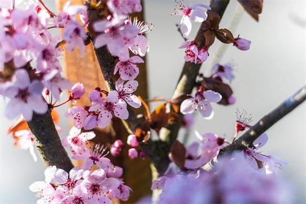 2025年元旦qq说说心情82句