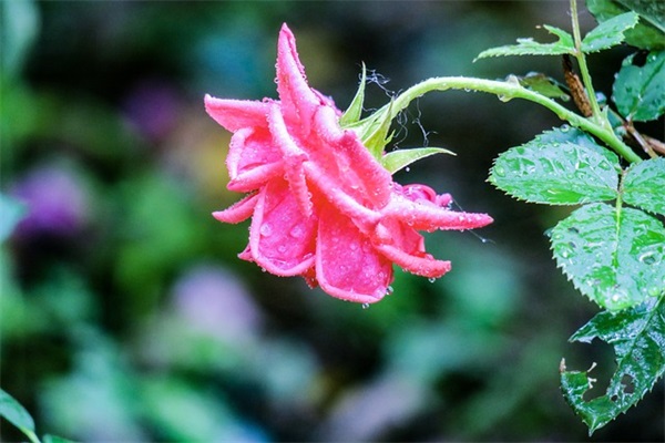 杨姓好听稀少的男孩名字