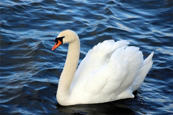 独一无二的好听女孩名免费