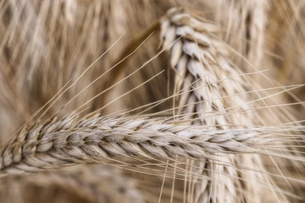 女孩子取名寓意健康的