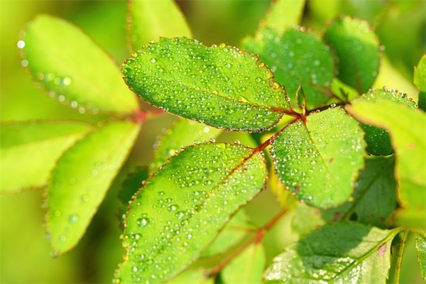 文姓礼字辈起名