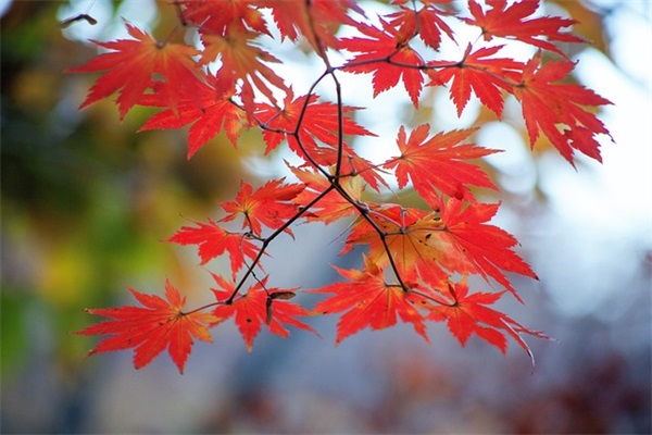 婴儿起名女孩姓李