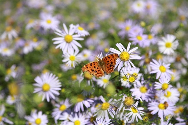 出自典故的女孩名字