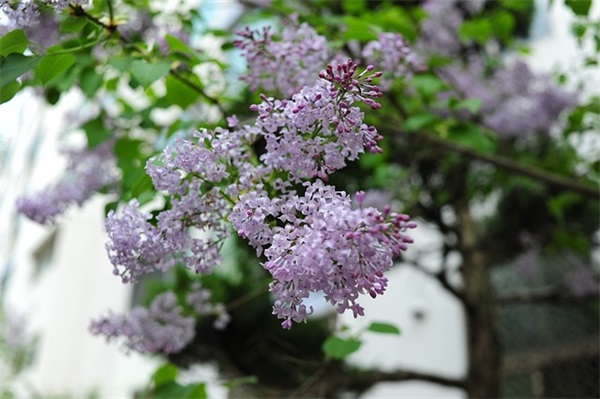 百家姓取名：何姓男孩女孩起名字