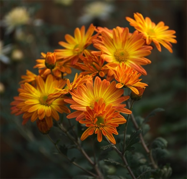 比较现代的女孩名字