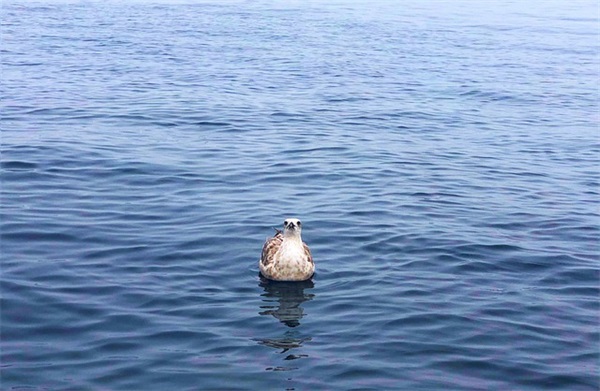 女宝宝取名_带若的女孩名字