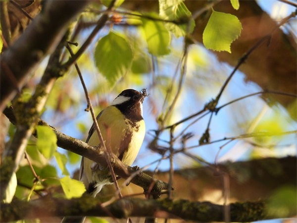 好听姓古的名字女孩2025 古姓精选起名