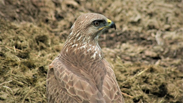 男孩姓靳的名字好听2025 给孩子取一个吉利的好名字