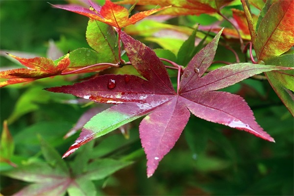 双胞胎男孩小名洋气