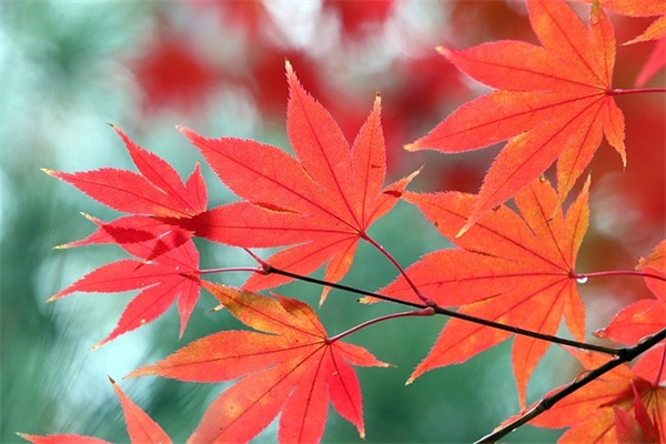 给男宝宝起名字,猪年起名男孩霸气名字