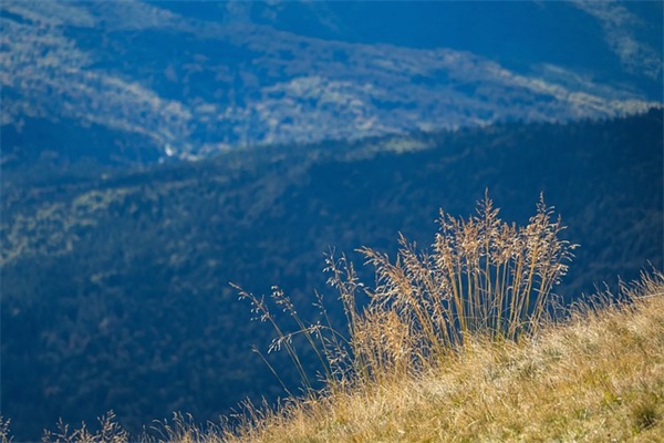 属牛宝宝洋气的小名