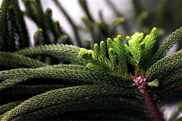 诗词名句取名女孩