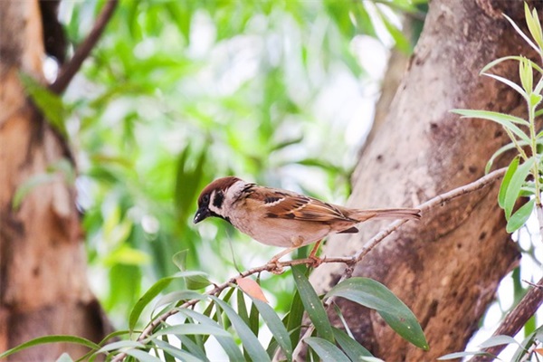 2025辛丑年女宝宝起名技巧，给孩子最好的名字