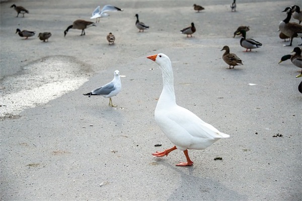 木字旁的字有哪些女孩名字