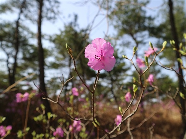 女孩木字旁寓意好的字