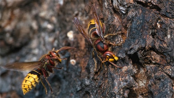 乳名取名丨从《诗经》取一个叠字宝宝小名，能有多可爱