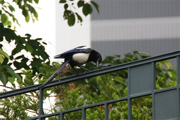 清新脱俗的古风女孩名,温文尔雅,诗意盈盈