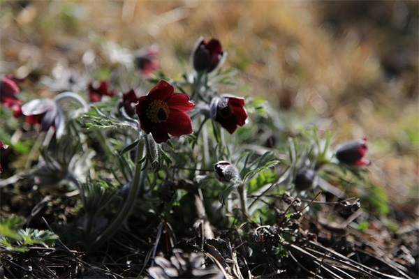 女孩名字带桐好吗