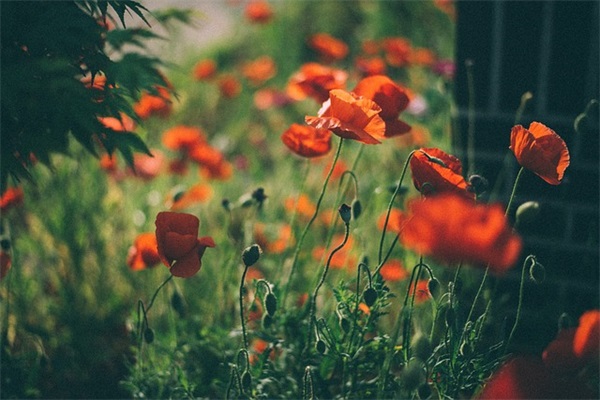 带韶字的男孩名字