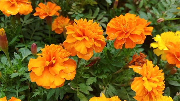 赖姓永字辈起名