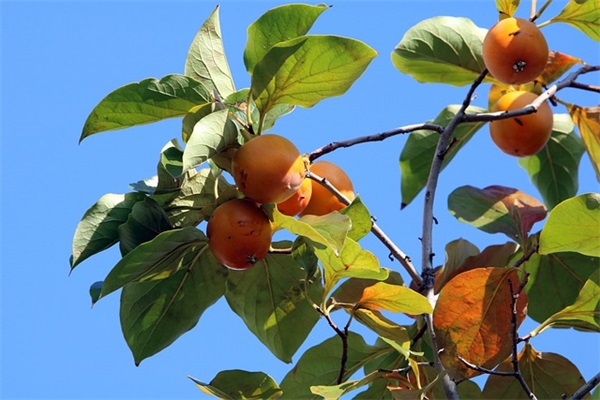 女孩起名大全2025属龙