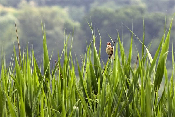 狗年象征一生平安健康顺利的小名