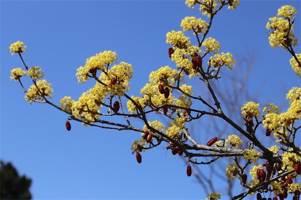 龙年男孩起名字好寓意的字