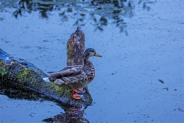女孩取名，耿姓女孩有诗意的名字