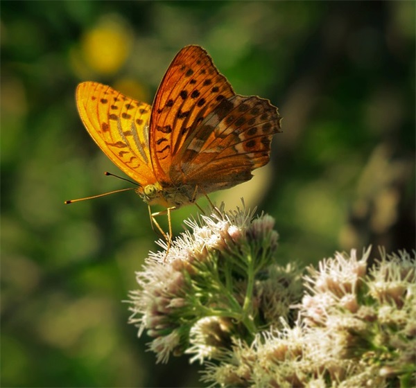优秀员工荣誉称号大全 优秀员工荣誉称号大全
