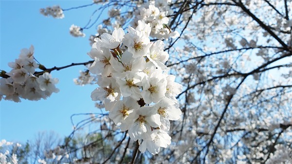 五行起名，五行带金的字女孩名字怎么起好听洋气