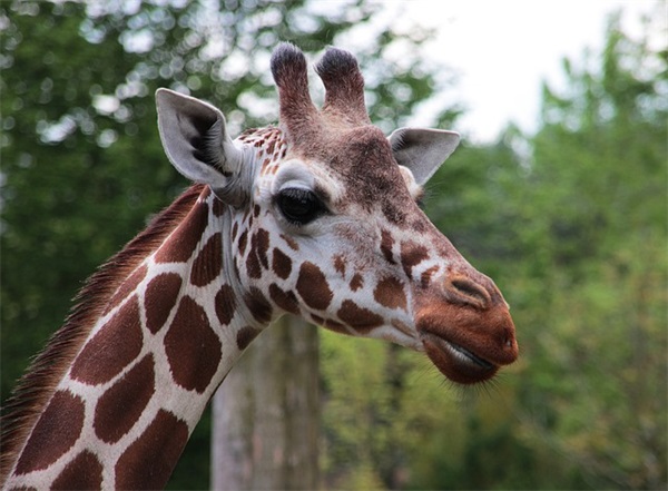 牛年姓杜的男孩名字起名